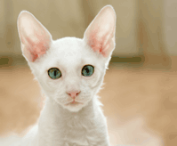 white cat